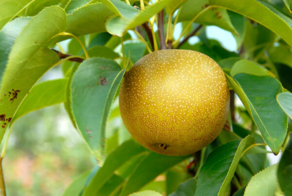 20th Century Asian Pear Tree
