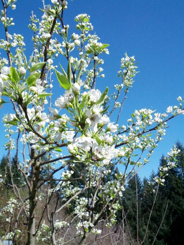 20th Century Asian Pear Tree - Image 4