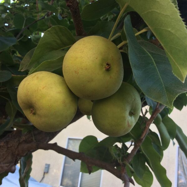20th Century Asian Pear Tree - Image 3
