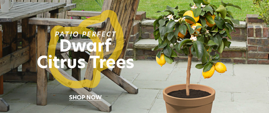 dwarf citrus trees for sale