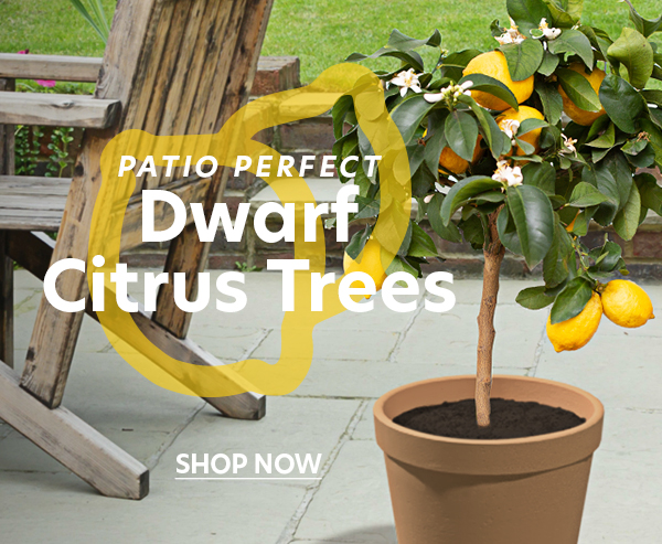 dwarf citrus trees for sale