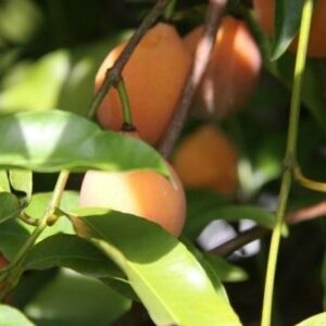 Achacha Tree