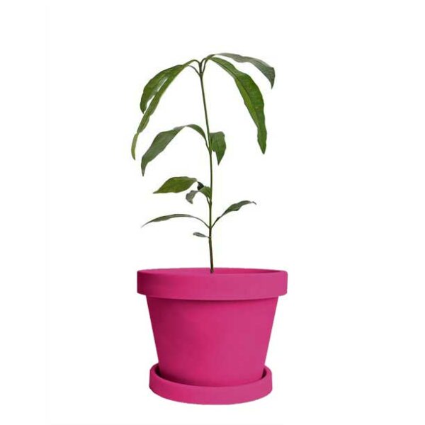Achacha Tree - Image 4