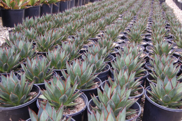 Blue Flame Agave - Image 3