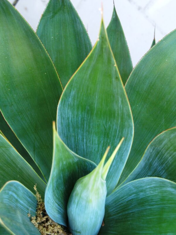 Blue Flame Agave - Image 4