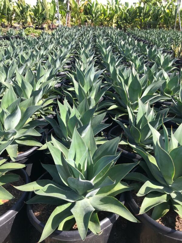 Blue Flame Agave