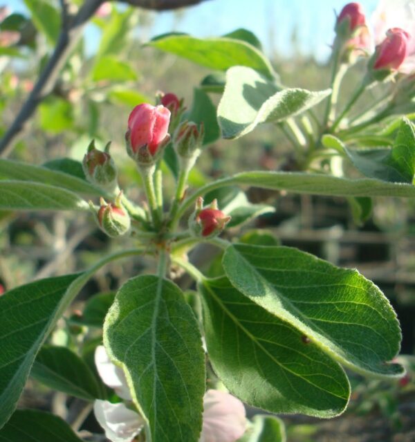Anna Apple Tree - Image 4