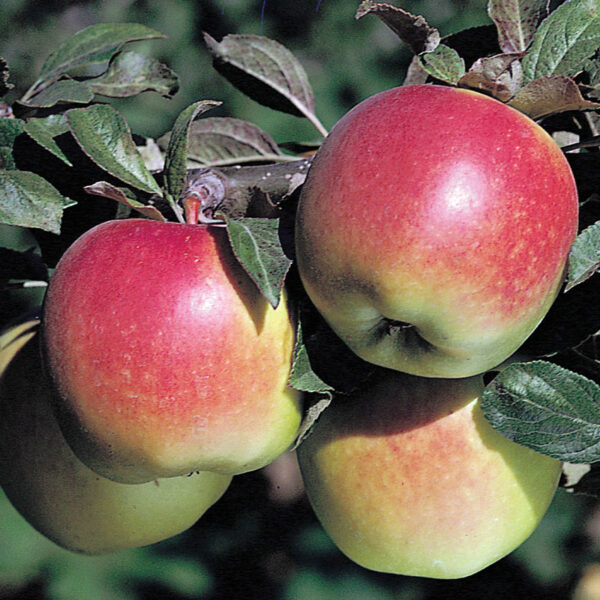 Anna Apple Tree - Image 3