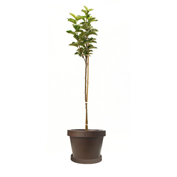 Anna Apple Tree - Image 5