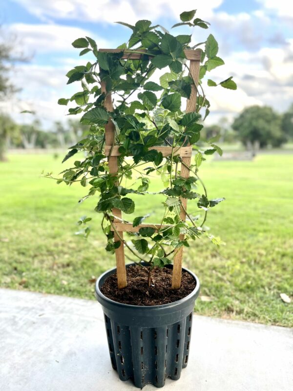 EverPot™ Air Pruning Pot - Image 4