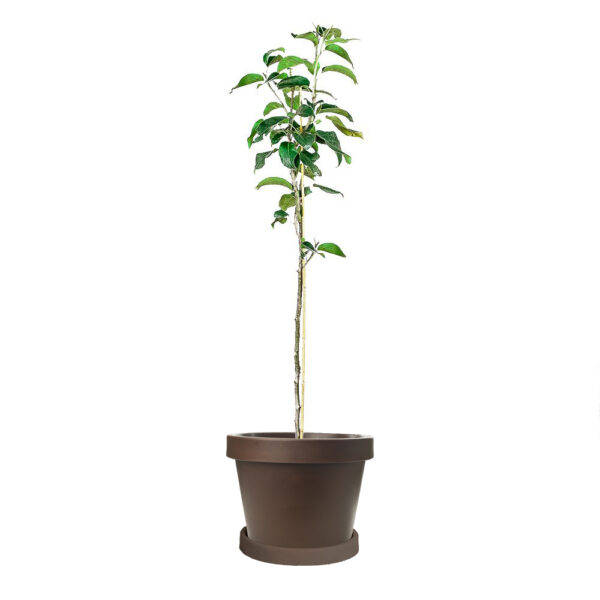 20th Century Asian Pear Tree - Image 5
