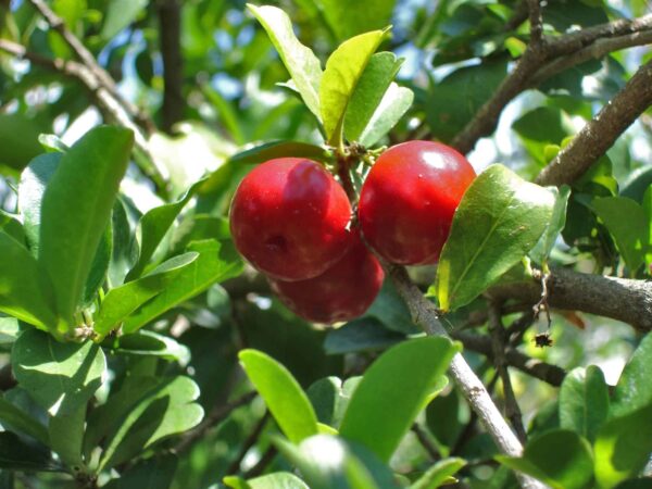 Barbados Cherry Tree