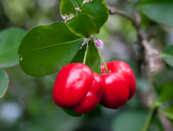 Barbados Cherry Tree - Image 3