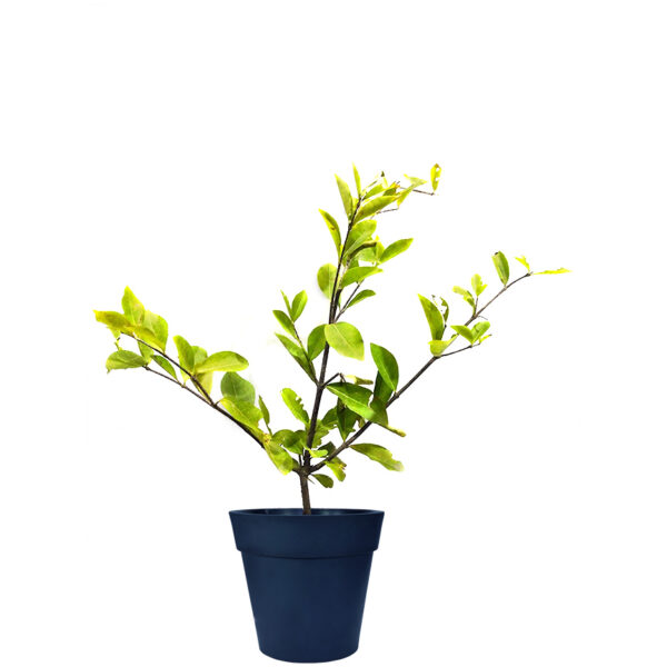 Barbados Cherry Tree - Image 5