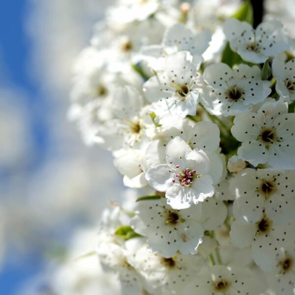Bartlett Pear Tree - Image 4