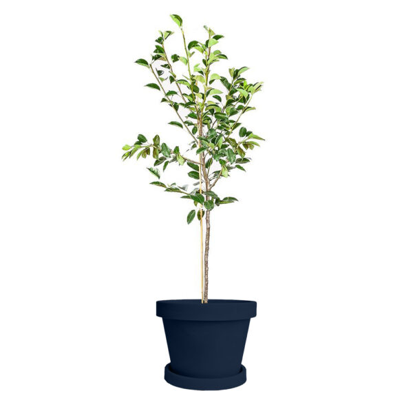 Bartlett Pear Tree - Image 5