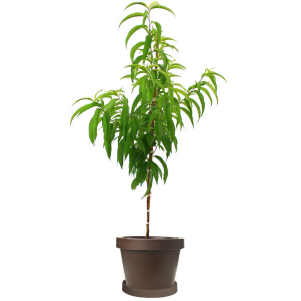 Belle of Georgia Peach Tree - Image 5