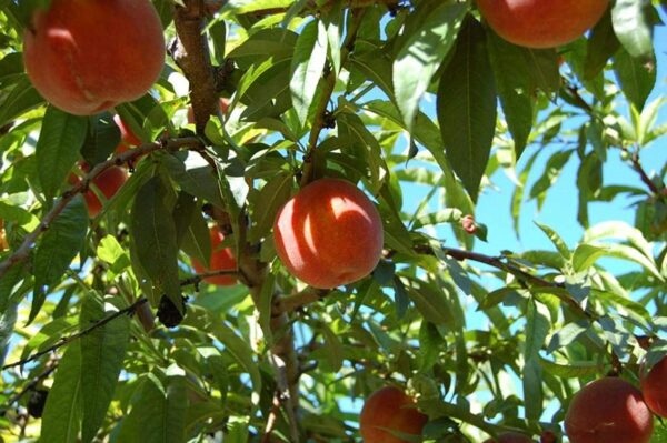 Belle of Georgia Peach Tree - Image 3