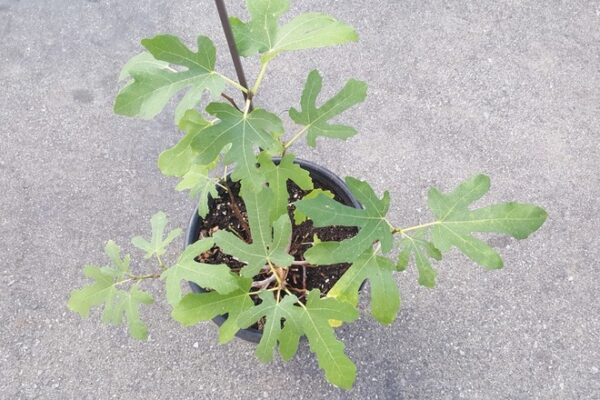 Black Mission Fig Tree - Image 3