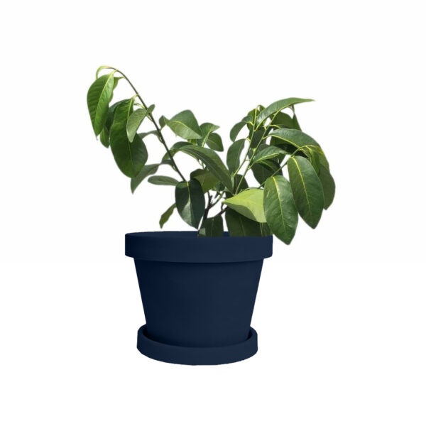 Matt Snow Black Sapote Tree - Image 5