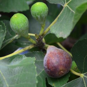 Black Mission Fig Tree