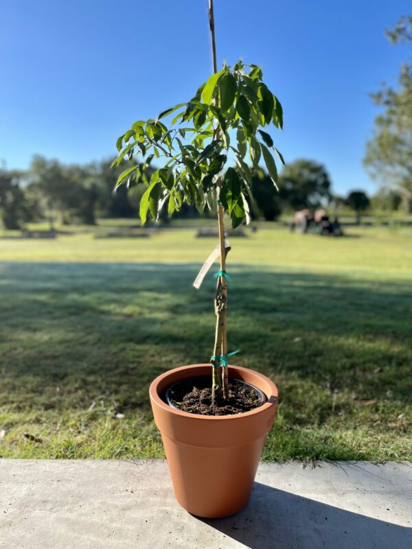 2 Gallon Decorative Pot - Image 3