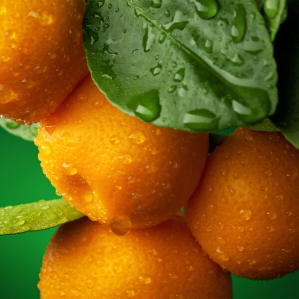 Brown Select Satsuma Tree - Image 3