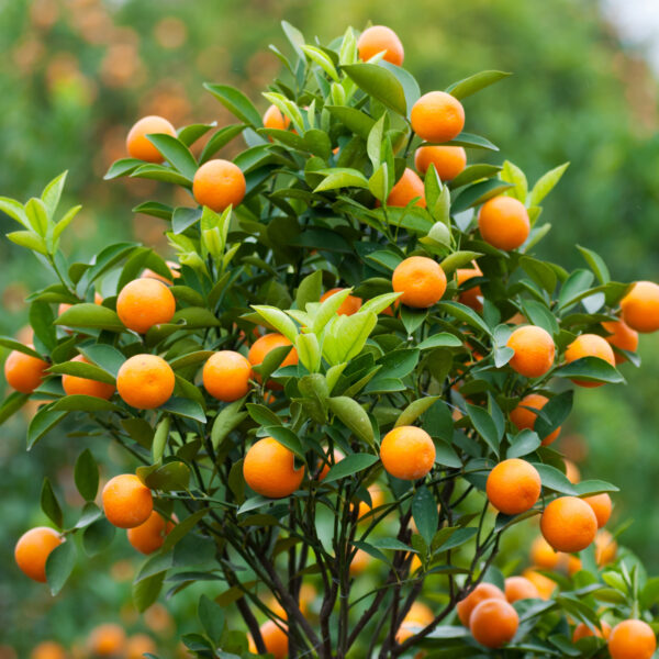 Brown Select Satsuma Tree - Image 5