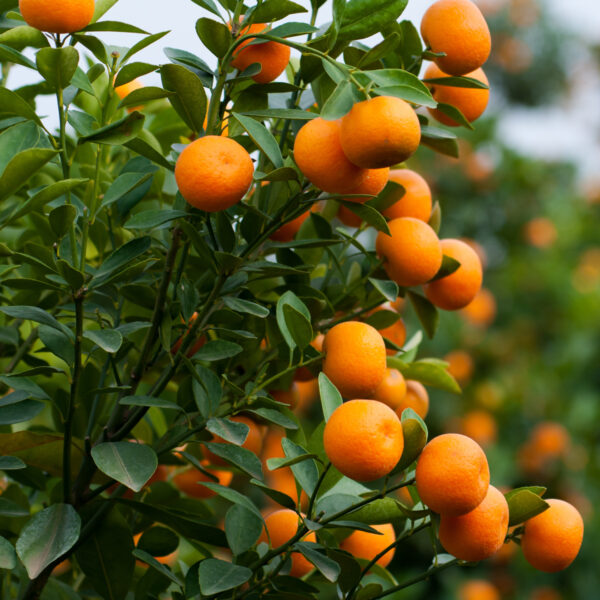 Brown Select Satsuma Tree - Image 6