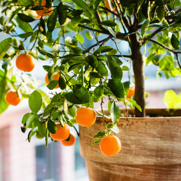 Brown Select Satsuma Tree - Image 7
