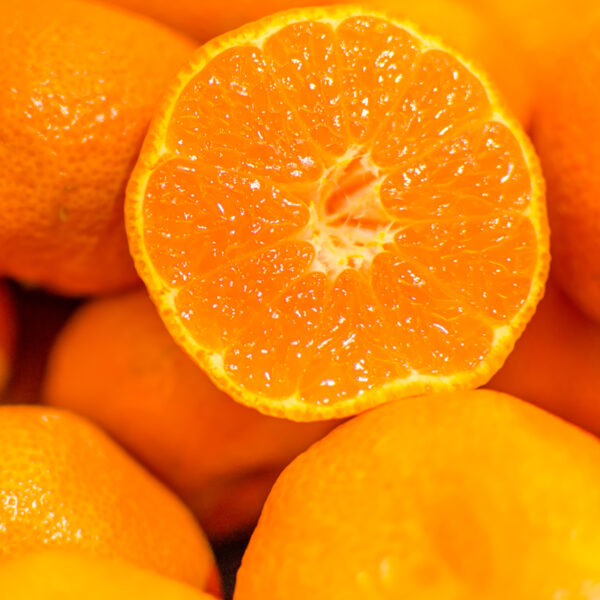Brown Select Satsuma Tree - Image 8