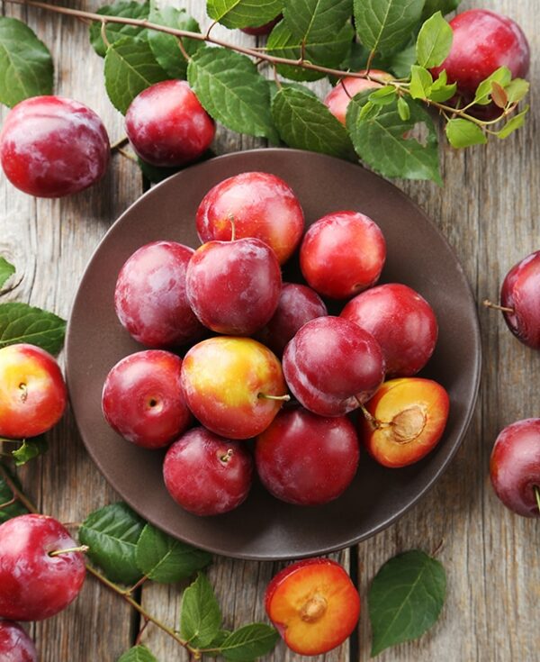 Bruce Plum Tree - Image 3