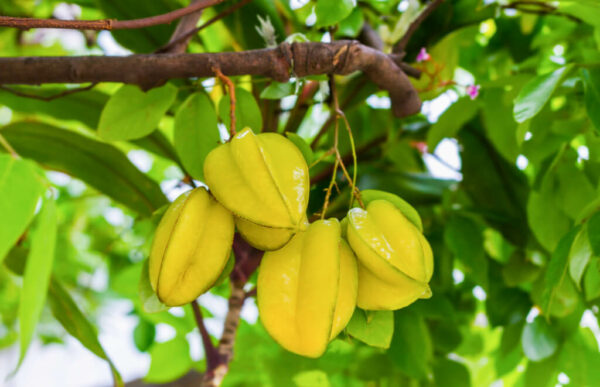 Carambola (Star Fruit) Tree