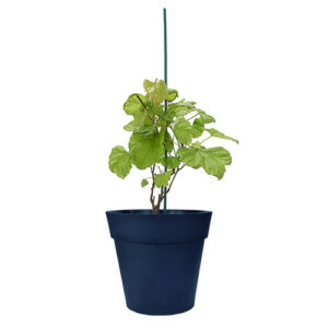 Carlos Grape Vine