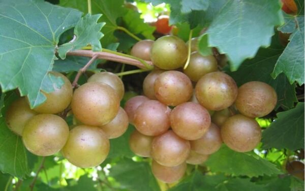 Carlos Grape Vine - Image 3
