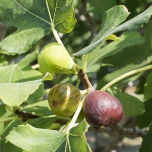 Celeste Fig Tree