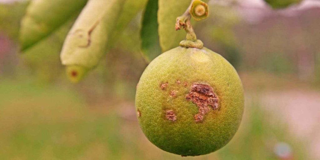 Citrus Canker