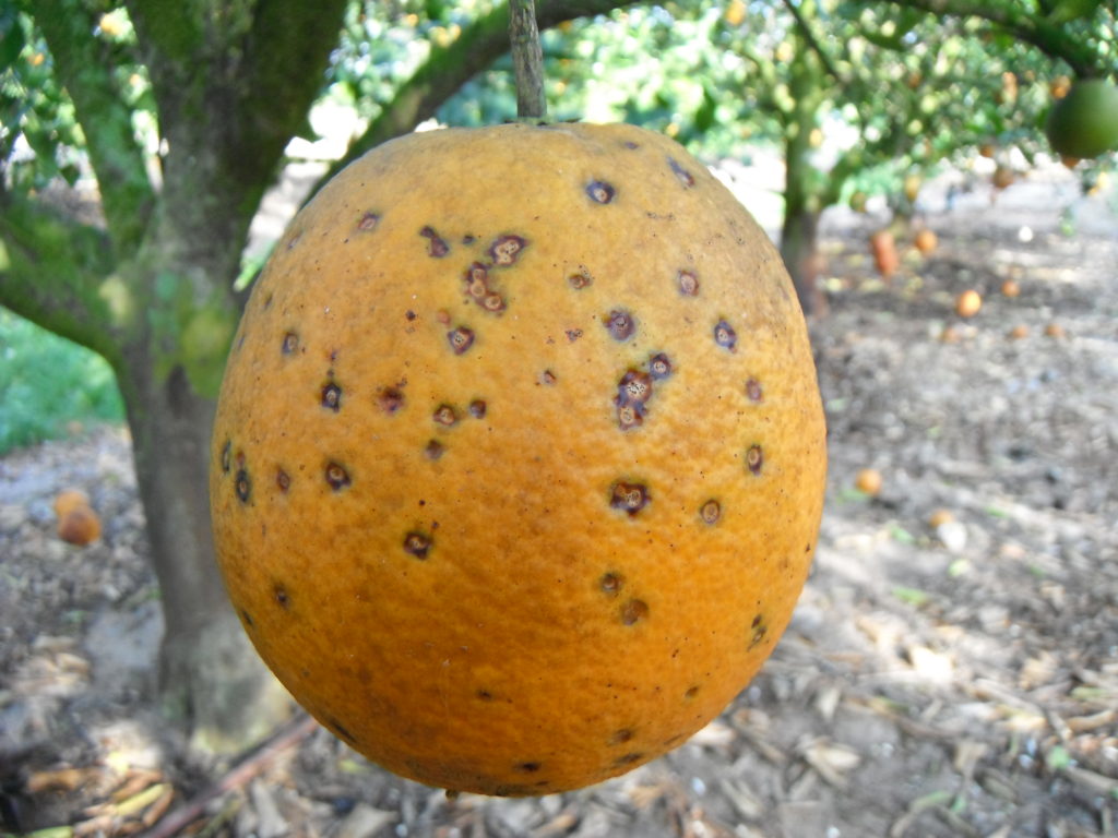 Citrus Black Spot