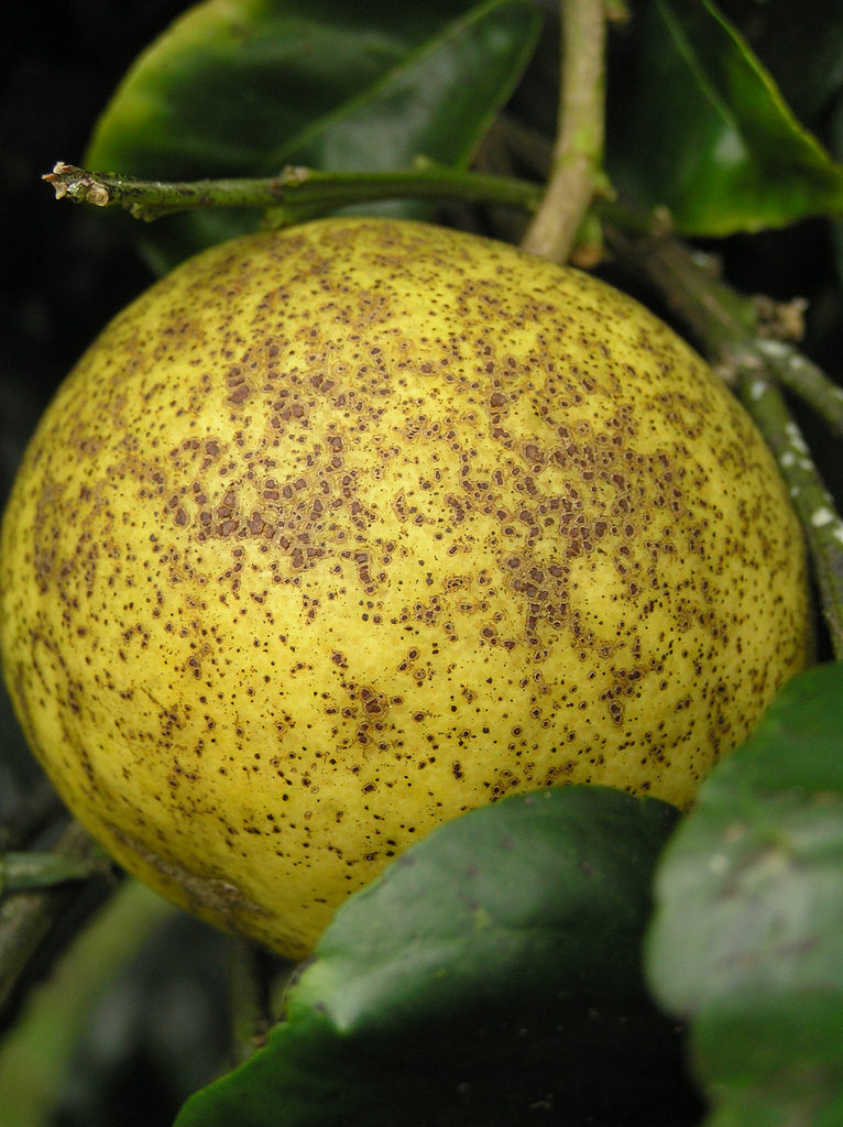 Citrus Melanose