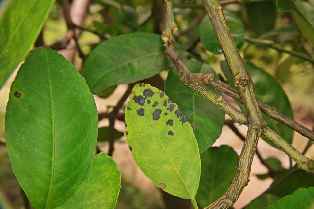 Citrus Melanose