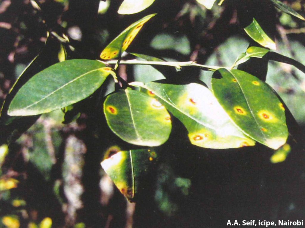 Citrus Pseudocercospora