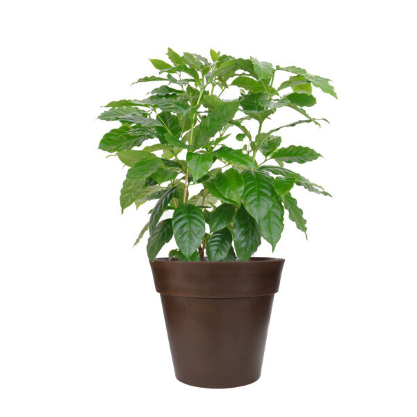 Arabica Coffee Tree - Image 4