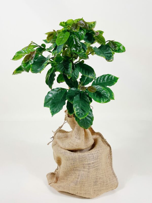 Arabica Coffee Tree - Image 3