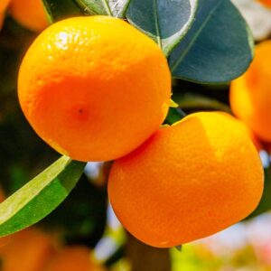 Dancy Tangerine Tree