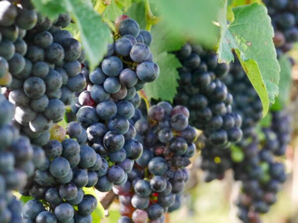 Delicious Muscadine Grape Vine - Image 3