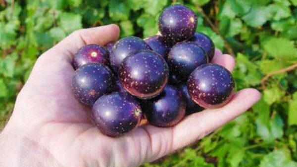 Delicious Muscadine Grape Vine - Image 4