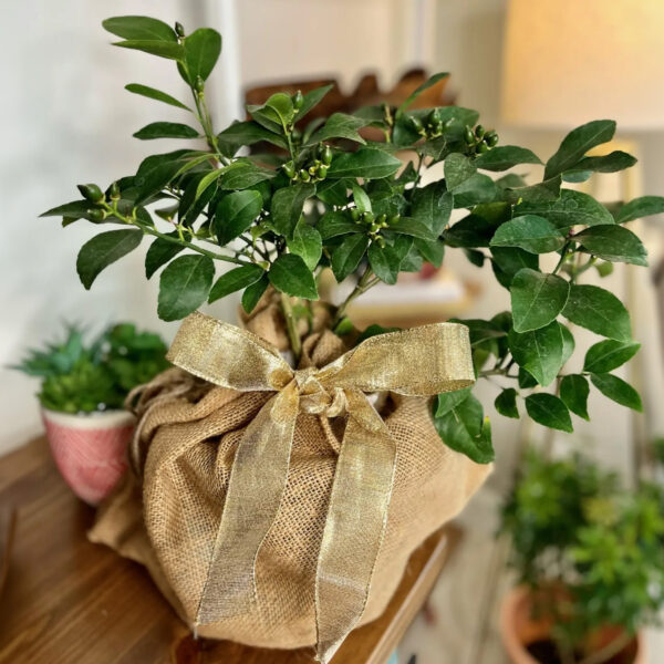 Dwarf Improved Meyer Lemon Tree - Image 4