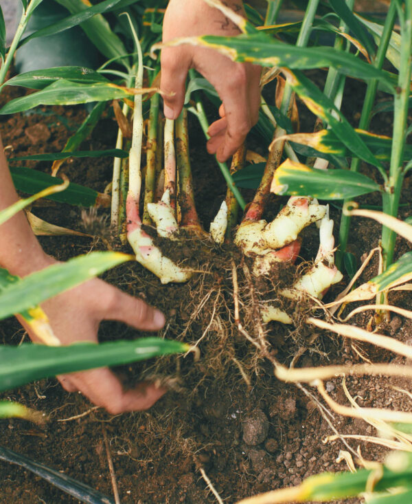 Edible Ginger Root Plant - Image 4