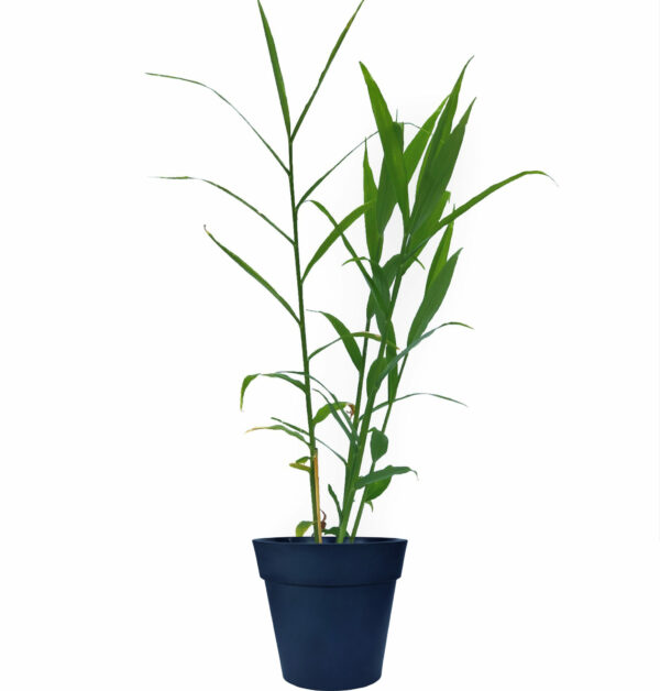 Edible Ginger Root Plant - Image 5
