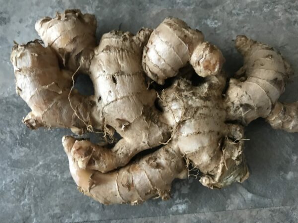 Edible Ginger Root Plant - Image 3
